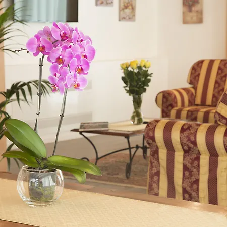 Ae Cavane * Codevigo